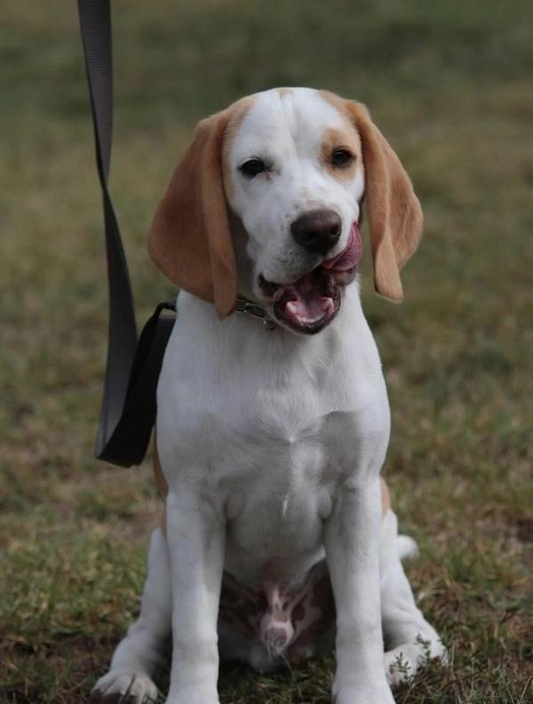 Chien assis qui tire la langue