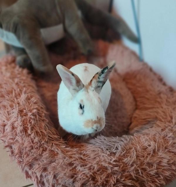 Lapin blanc dans un panier rose